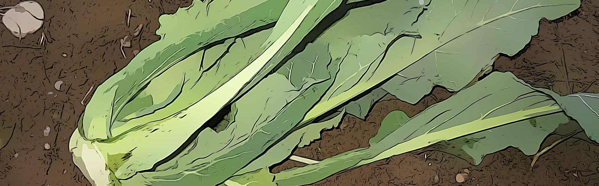 Broccoletto di Custoza